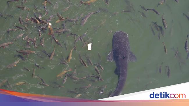 Potret Lele Monster Di Kolam Reaktor Nuklir Chernobyl