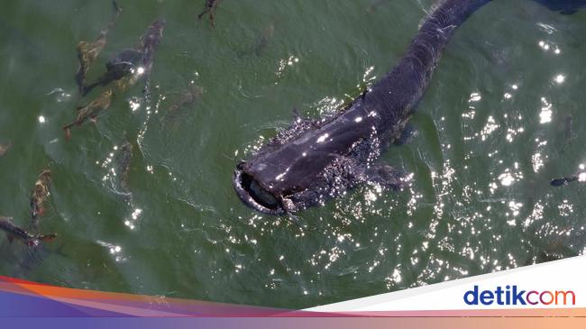 Yuk Dicoba Ada Peluang Ternak Lele Di Tengah Wabah Corona