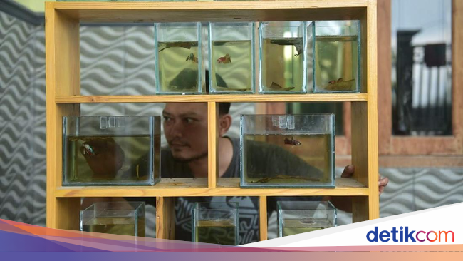 Demi Ikan  Cupang  Unggulan Pria Ini Rela Terbang ke Thailand