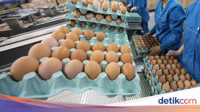 Telur Ayam Modifikasi Ini Bisa Bantu Membunuh Sel Kanker