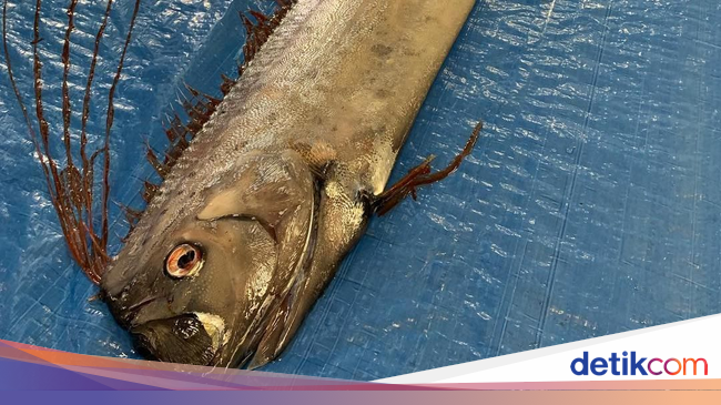 Oarfish  Dianggap Pertanda Bencana di Jepang  Oarfish  Dianggap Pertanda Bencana di Jepang