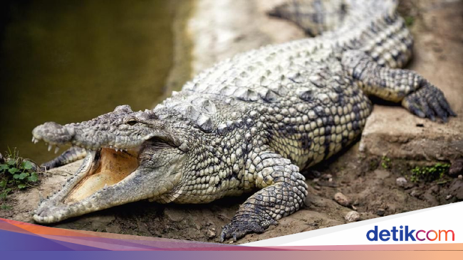 Warga Aceh Diterkam Buaya Saat Mancing Ikan di Sungai - detikNews