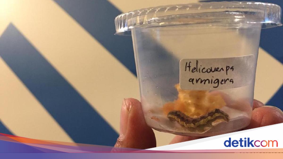 Waspada! Hama 'Ulat Fall Armyworm' Asal AS Siap Serang Indonesia