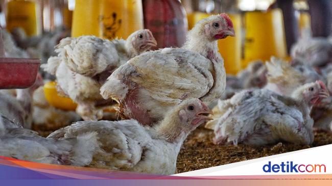 Peringatan Keras buat Peternak Jual Ayam di Bawah HPP Rp 18.000