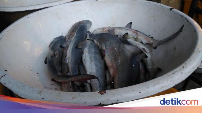 101+ Gambar Ikan Hiu Anak Sd Gratis Terbaru
