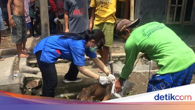 Ribuan Anjing Dibantai Rabies Di Dompu Masih Mengintai