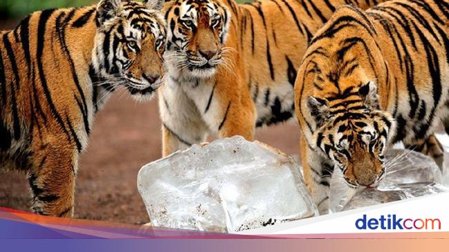 6 Hewan Ini Terancam Punah Karena Jadi Makanan Di China