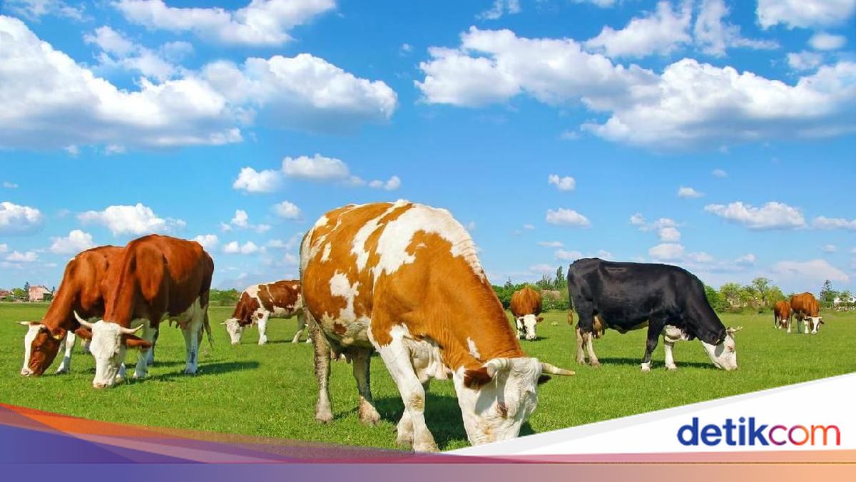 Heboh Artis Bollywood Minum Urin Sapi, Ini Khasiat Sehatnya