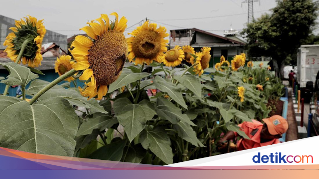 Taman Bunga Matahari Percantik Kanal Banjir Barat