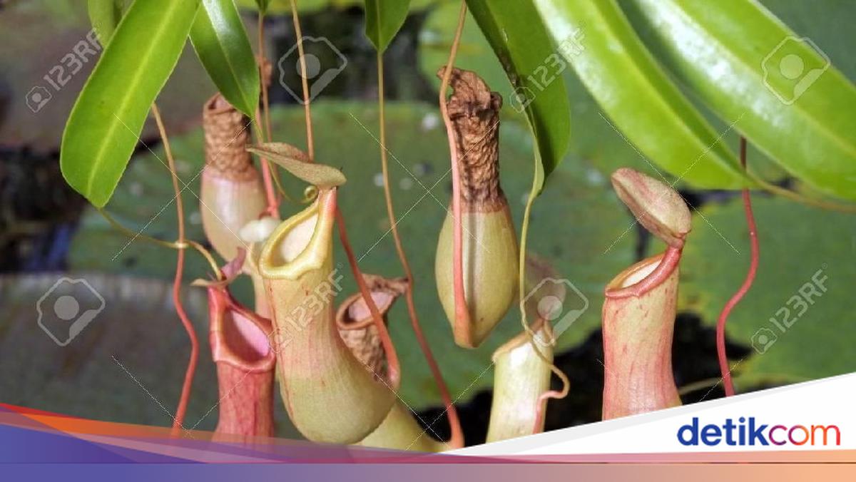 Pencuri Kantung Semar 2 Kali Beraksi di Kebun Raya Bogor, Ngakunya Koleksi
