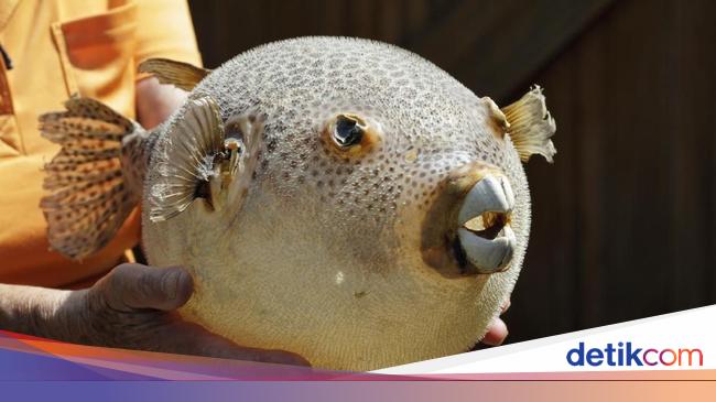 Ikan Paling Mahal Ri Jadi Makanan Bergengsi Di Jepang Bisnis Liputan6 Com