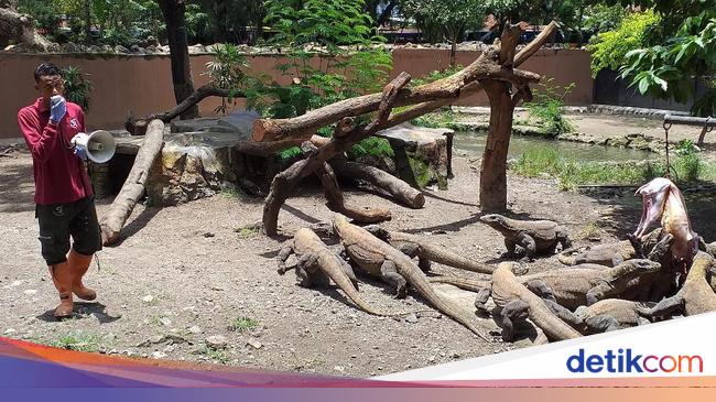 Kisah 13 Anak Komodo, Belajar Memanjat untuk Survival di Awal Kehidupan