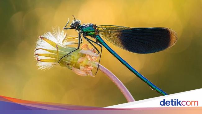 Kumpulan Foto  Serangga  dan Hewan dari  Jarak Dekat  Foto  4