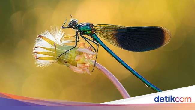 Kumpulan Foto Serangga  dan Hewan  dari  Jarak Dekat