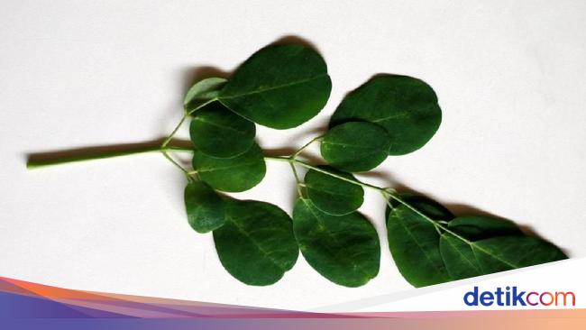 9 Manfaat Daun Kelor Untuk Kesehatan