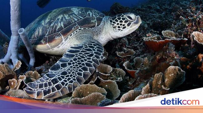 Hari Kura-kura dan Penyu Sedunia 2025: Tema dan Cara Merayakannya