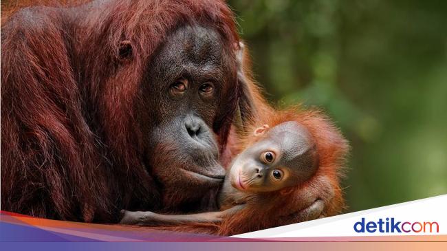 Hewan Juga Punya Emosi Patah Hati Hingga Hasrat Untuk Balas Dendam Hewan Juga Punya Emosi Patah Hati Hingga Hasrat Untuk Balas Dendam