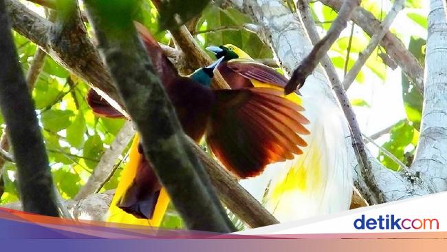 Legenda Cenderawasih Burung Surga Yang Tak Punya Kaki