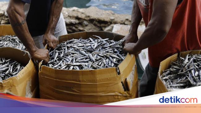 KKP Bagi-bagi Ikan Asal Malaysia di Batam, Jumlahnya 4 Ton!