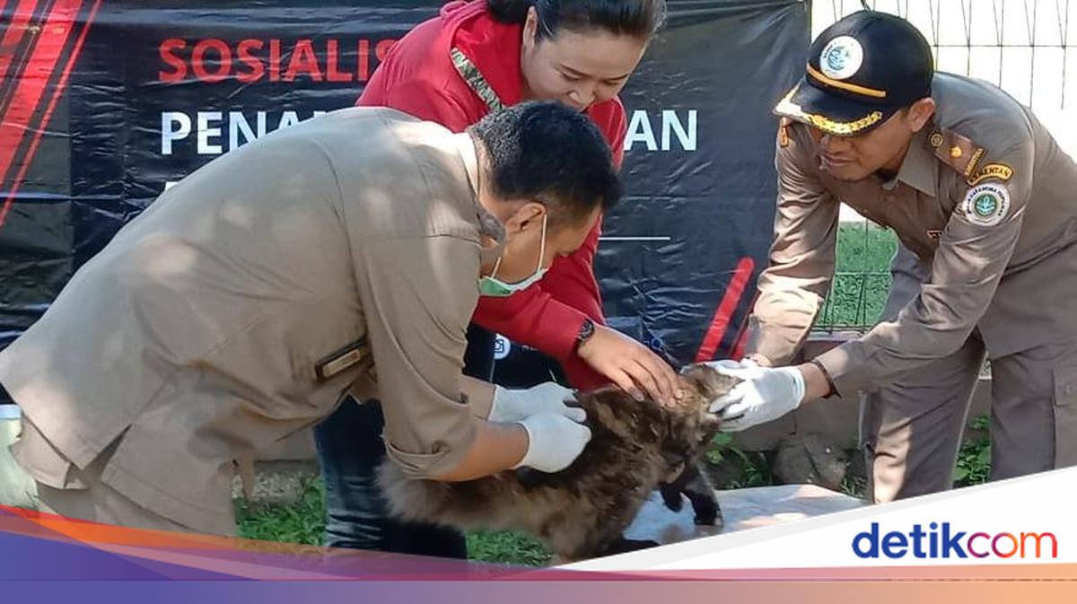 KLB Rabies, Sudah 987 Anjing Dimatikan di Sumbawa NTB