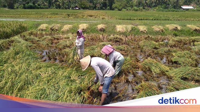 Kompleksitas Tenaga  Kerja Pertanian 