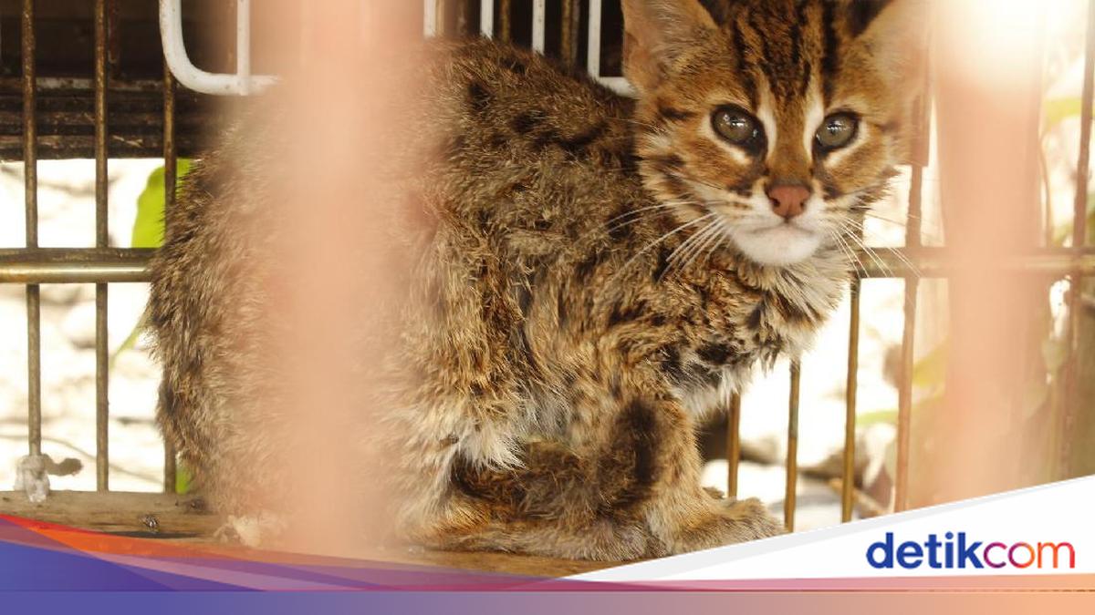 Polisi Tangkap Penjual Kucing Kuwuk Langka di Muara Baru, Pemasok Diburu