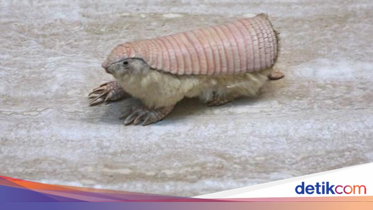 Aneka Hewan Paling Aneh Di Dunia aneka-hewan-paling-aneh-di-dunia