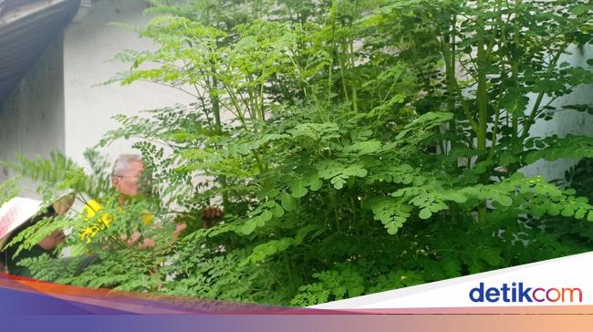 Mitos Dan Fakta Daun Kelor Dipercaya Peluntur Susuk Serta Banyak Khasiat Mitos Dan Fakta Daun Kelor Dipercaya Peluntur Susuk Serta Banyak Khasiat
