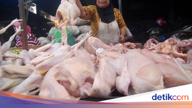  Harga  Ayam  Anjlok Kementan Minta Kampanyekan Konsumsi 