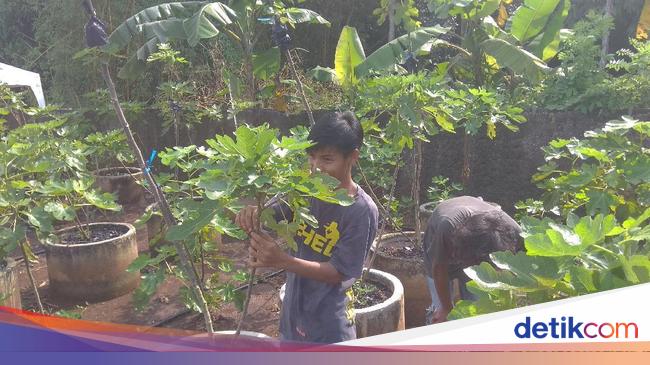 Tanam Buah Surga Di Belakang Rumah Milenial Ini Raup Puluhan Juta