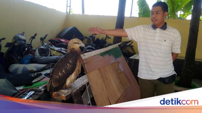 Elang Brontok Yang Kakinya Putus Diduga Peliharaan Ilegal