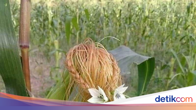 Kreatif Rambut  Jagung  Ini Ditata Cantik Seperti Rambut  
