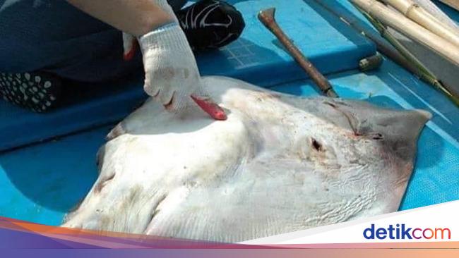 Ikan Pari Paling Besar Di Dunia Aneka Ikan Hias