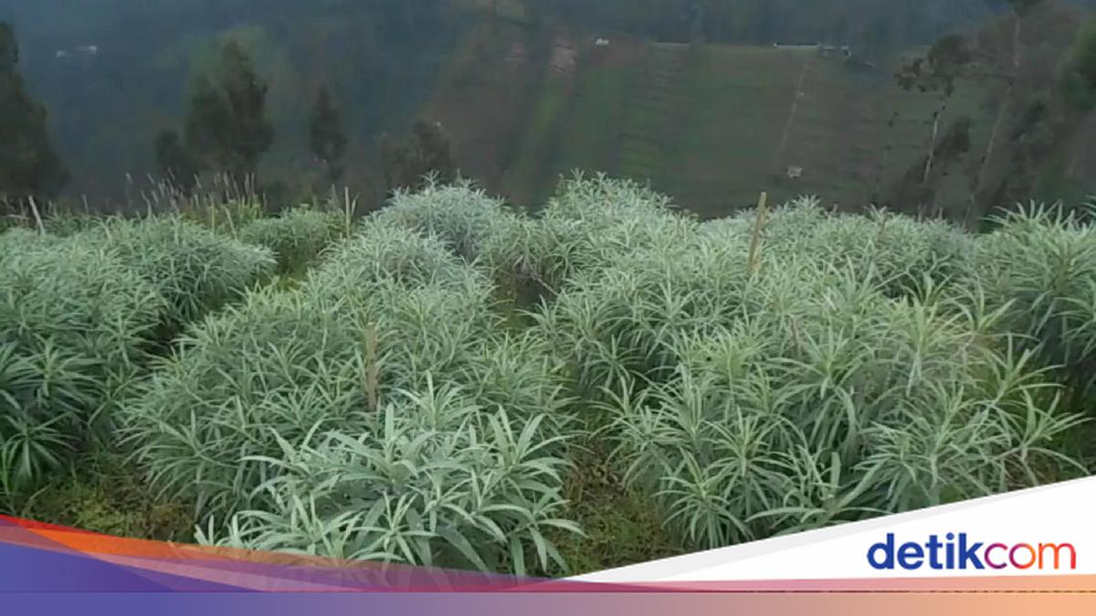 Budidaya Edelweis Pertama di Indonesia Ada di Bromo