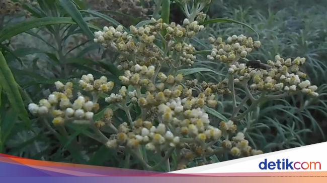 Pemetik Edelweis Gunung Lawu Minta Maaf dan Dihukum Push Pemetik Edelweis Gunung Lawu Minta Maaf dan Dihukum Push