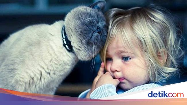 Disebut Pandji Hewan Gembel Foto Foto Ini Bukti Menggemaskannya Kucing
