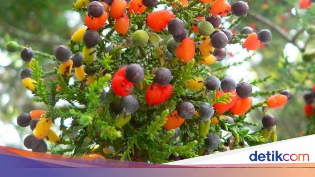 Cantik Tanaman Yang Bisa Dicangkok Adalah Bunga Hias Cantik Tanaman Yang Bisa Dicangkok Adalah Bunga Hias