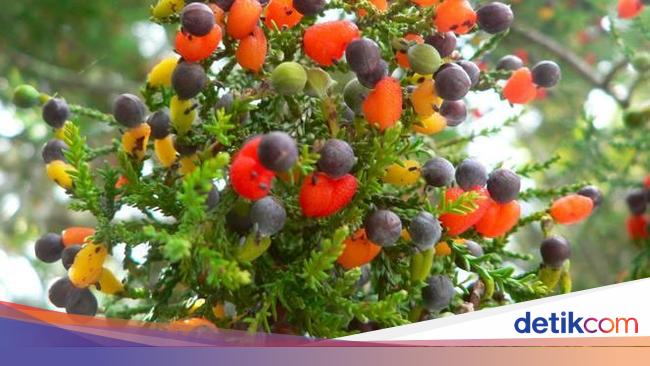 Keren Pohon Ajaib Ini Hasilkan 40 Jenis Buah Mulai Plum Hingga Almond