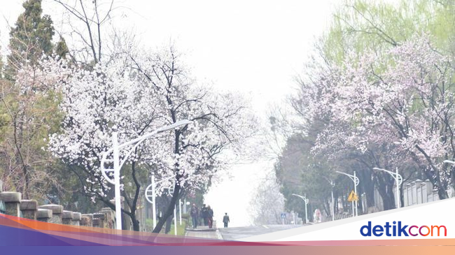 Pemilih Cuma 24 Orang, Kotak Suara Pemilu 2019 di Korea 