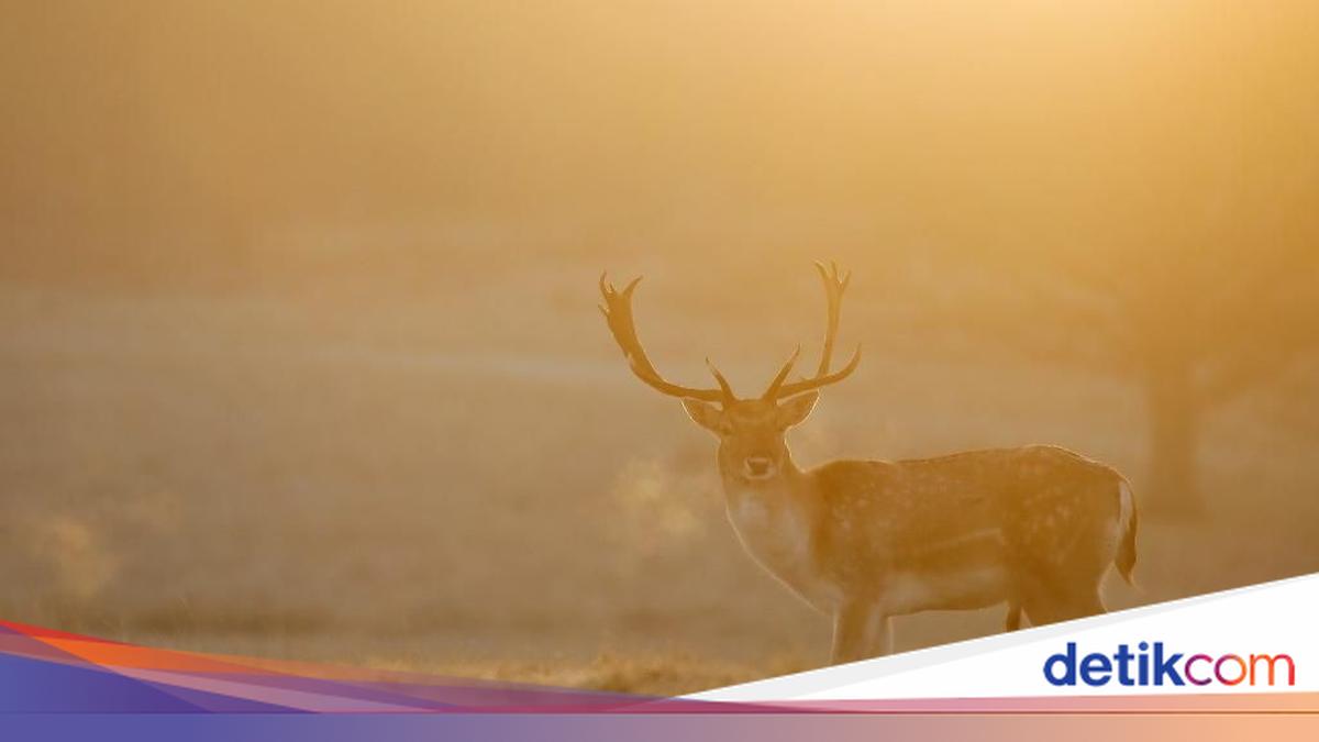 Kawanan Rusa Terekam Masuk Permukiman Depok