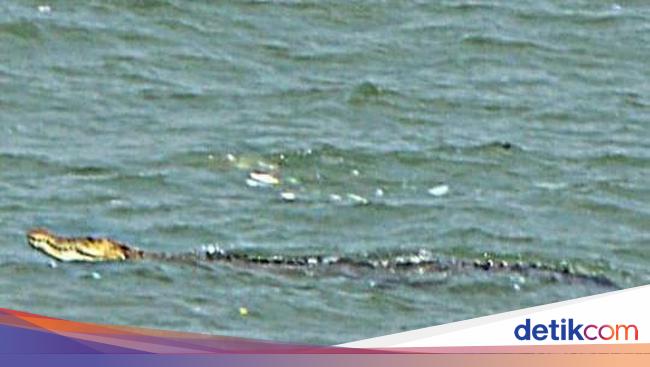 Bbksda Jabar Lacak Buaya Yang Muncul Di Teluk Pangandaran