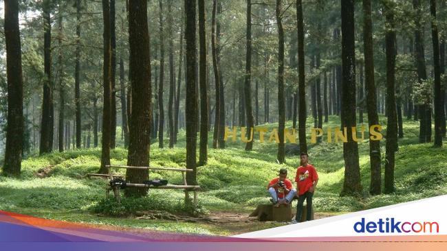 Bukan Cuma Yogya Banyumas Juga Punya Hutan Pinus Yang Indah