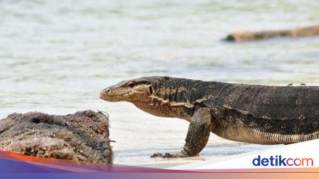 Caught raping monitor lizards, 4 people detained