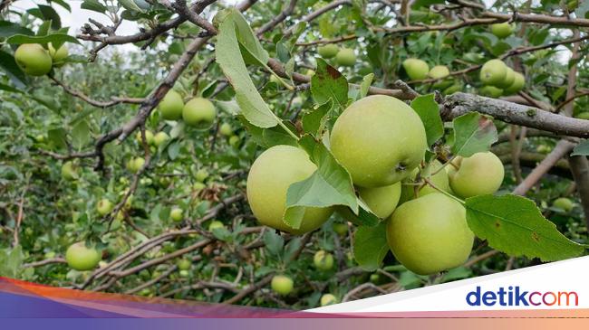 Wisata Petik Apel Malang Tiket Masuk Hingga Lokasinya