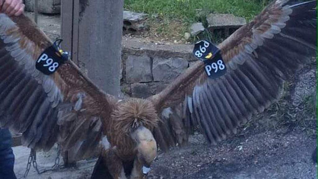 10 Burung Yang Terbang Paling Tinggi, Ada Yang Bisa Lewati Puncak Everest!