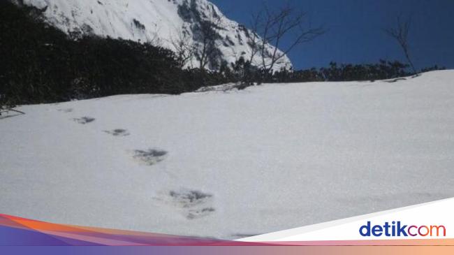 Jejak Kaki Makhluk Salju Yeti Ditemukan Di Himalaya