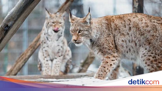 Haru Biru Cerita Pelindung Lynx Kucing Langka Hampir Punah