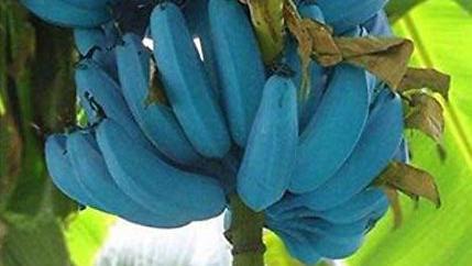 blue java banana woodwick
