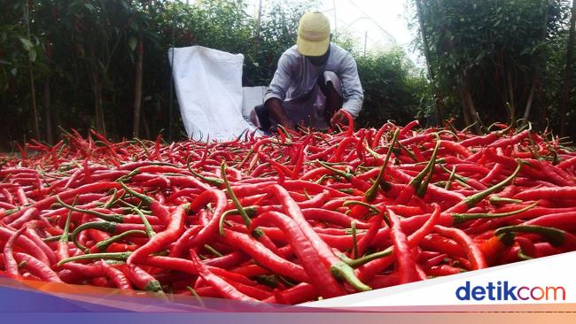 Pasokan Tersendat Cabai Merah Di Jambi Langka