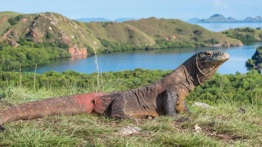 Fakta Di Balik Tiket Masuk Komodo Rp 14 Juta